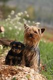 YORKSHIRE TERRIER 571